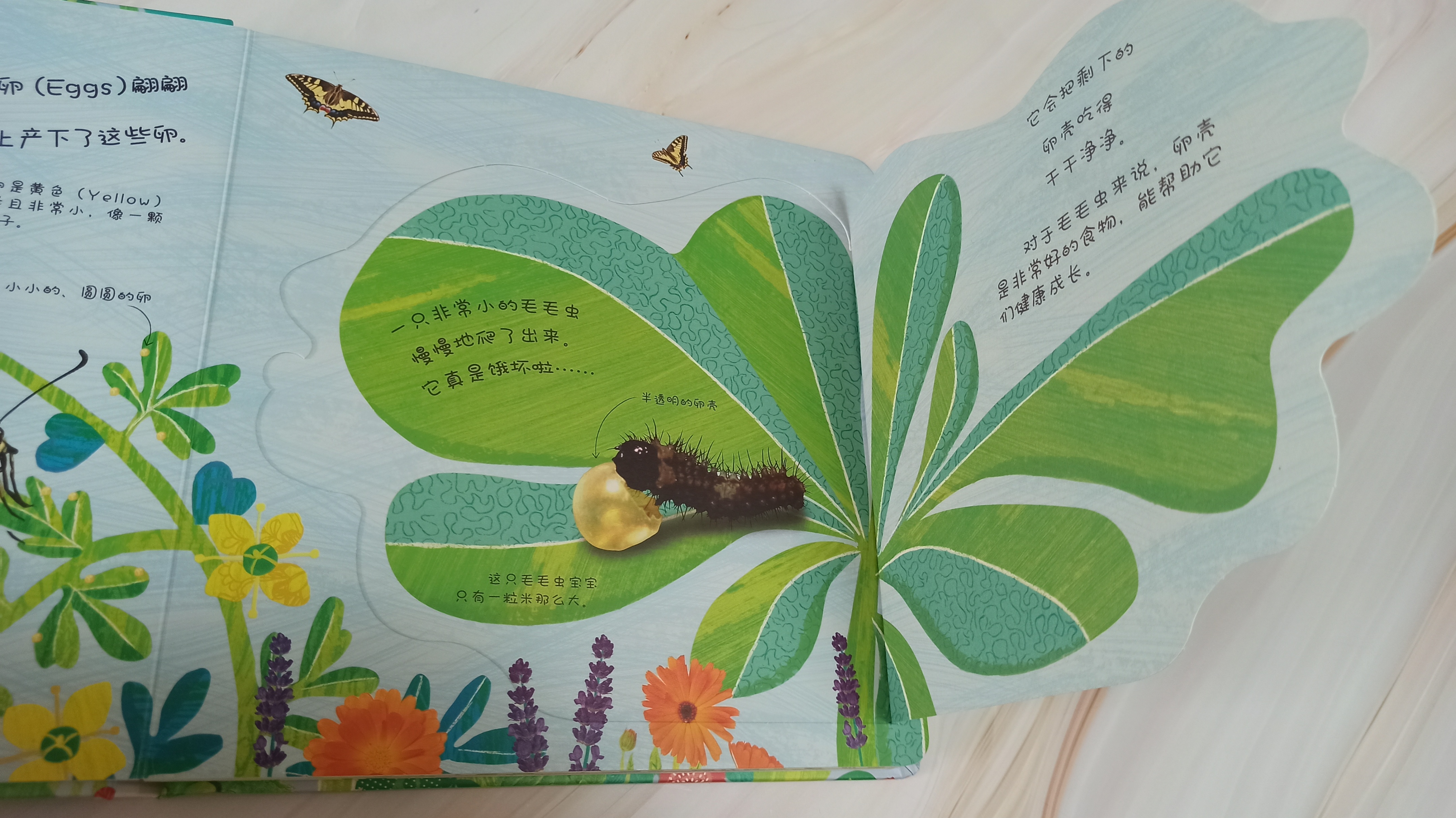 青蛙生长的五个过程插图4 青蛙生长的五个过程插图4