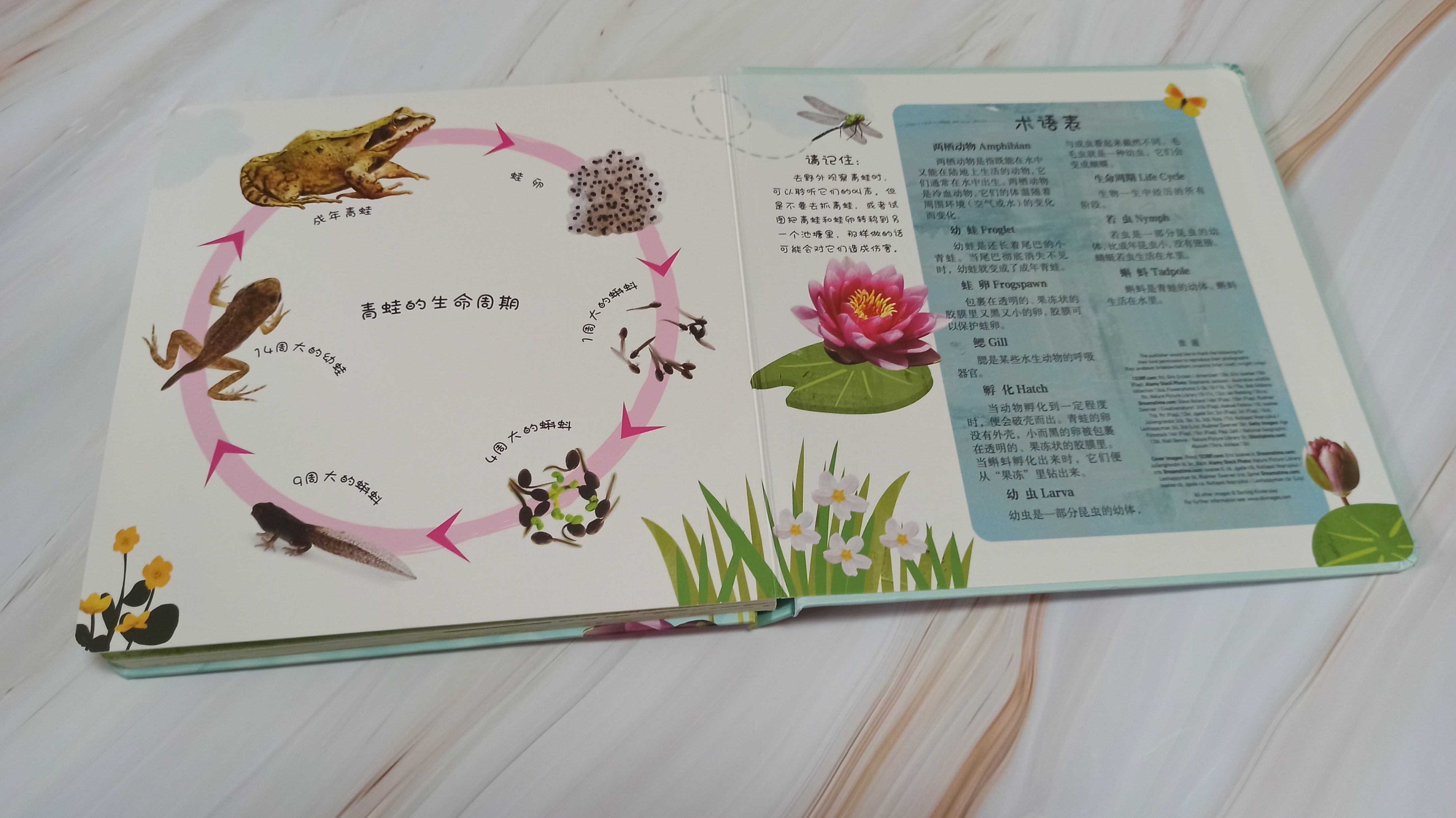 青蛙生长的五个过程插图12 青蛙生长的五个过程插图12