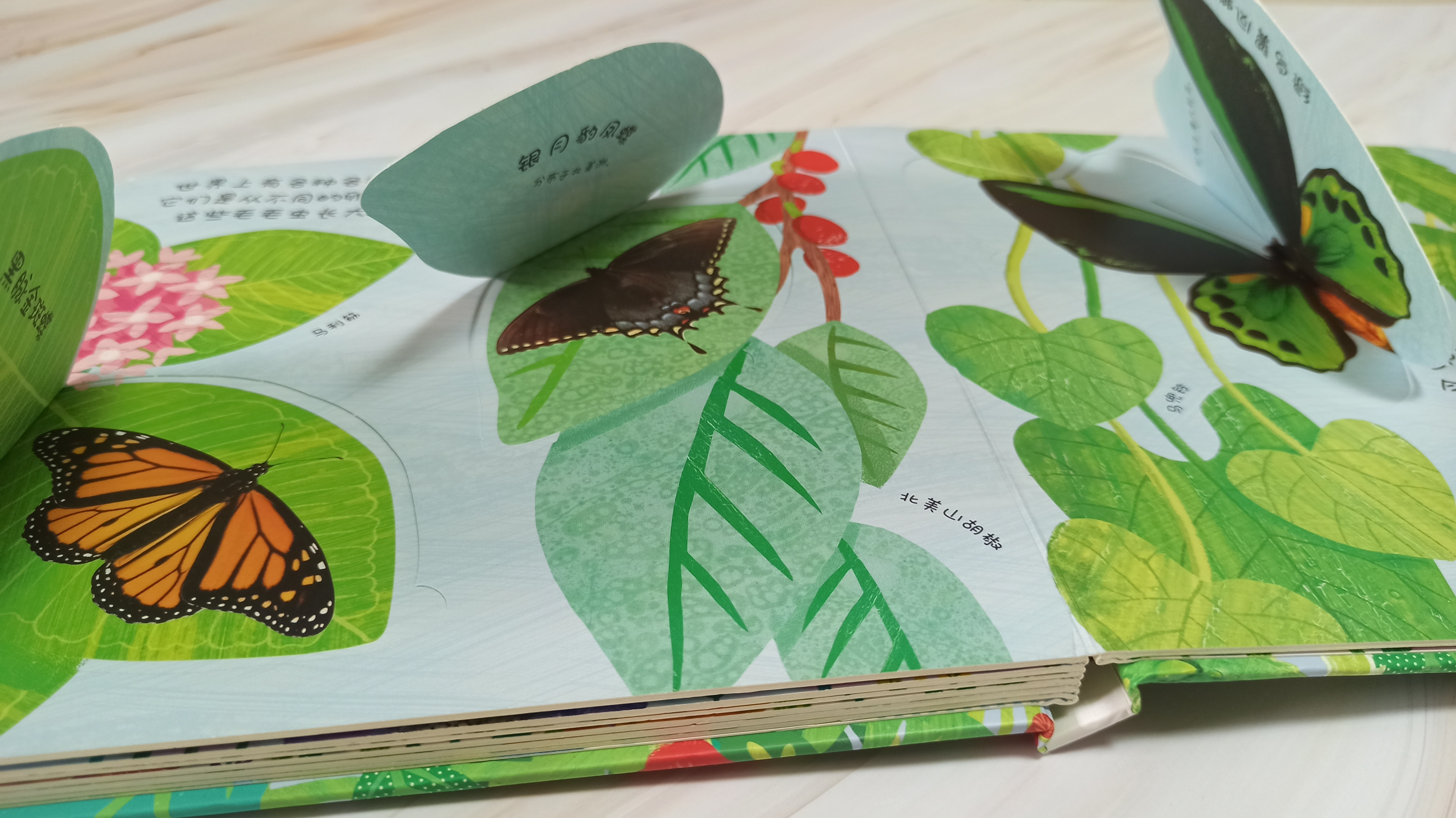 青蛙生长的五个过程插图7 青蛙生长的五个过程插图7