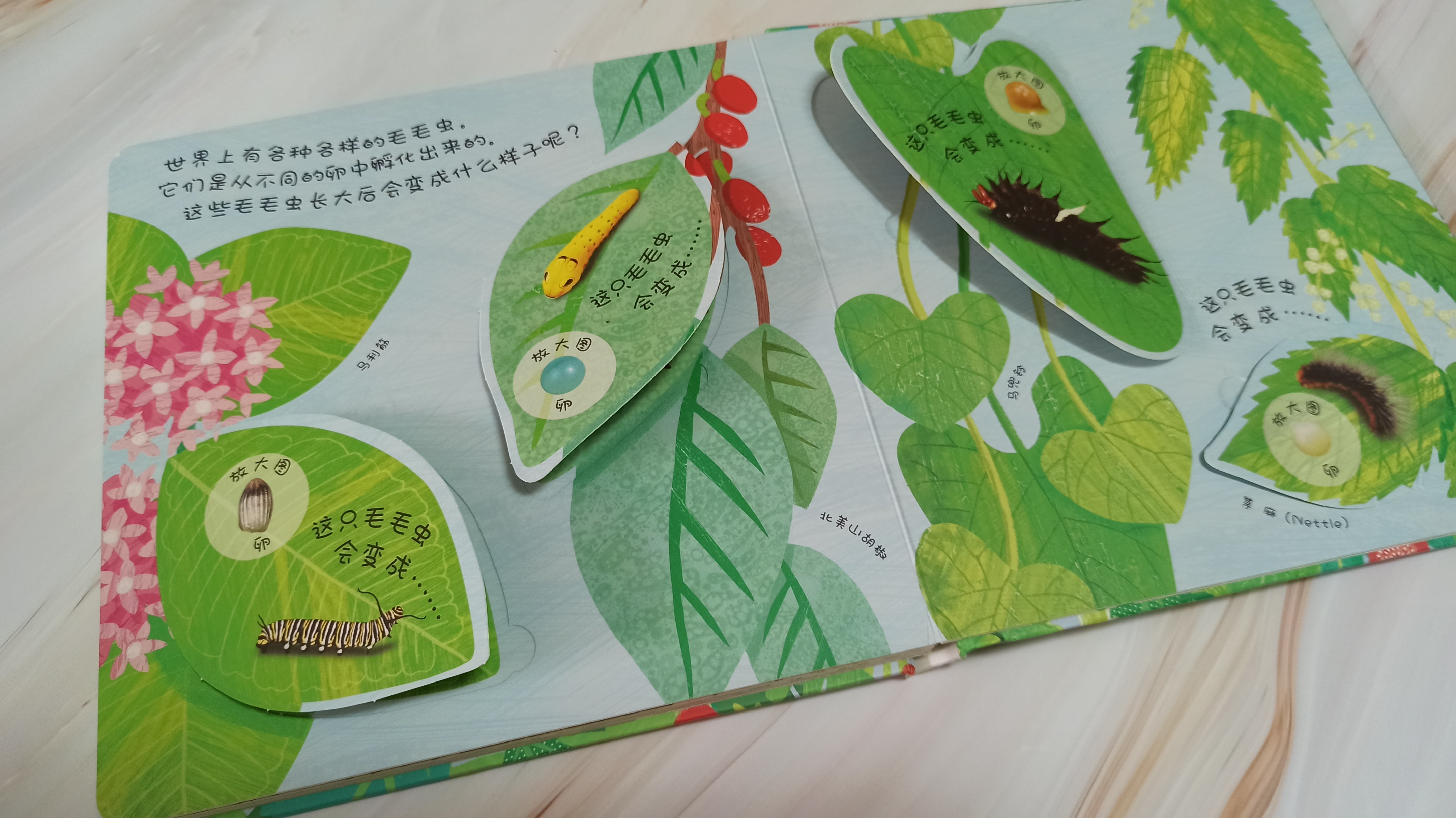 青蛙生长的五个过程插图6 青蛙生长的五个过程插图6