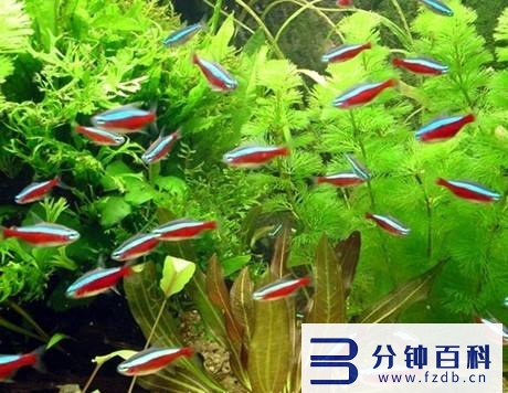 草缸十大首选鱼和虾混养的_草缸十大首选鱼和虾混养的鱼插图5 草缸十大首选鱼和虾混养的_草缸十大首选鱼和虾混养的鱼插图5