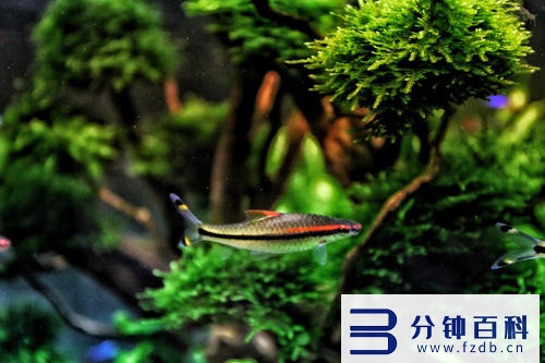 草缸十大首选鱼和虾混养的_草缸十大首选鱼和虾混养的鱼插图7 草缸十大首选鱼和虾混养的_草缸十大首选鱼和虾混养的鱼插图7