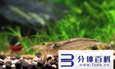 草缸十大首选鱼和虾混养的_草缸十大首选鱼和虾混养的鱼插图 草缸十大首选鱼和虾混养的_草缸十大首选鱼和虾混养的鱼插图