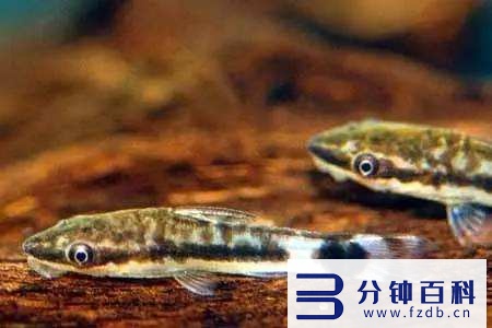 草缸十大首选鱼和虾混养的_草缸十大首选鱼和虾混养的鱼插图3 草缸十大首选鱼和虾混养的_草缸十大首选鱼和虾混养的鱼插图3