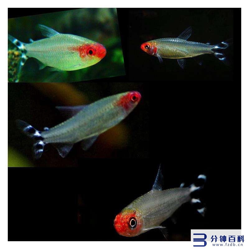 草缸十大首选鱼和虾混养的_草缸十大首选鱼和虾混养的鱼插图4 草缸十大首选鱼和虾混养的_草缸十大首选鱼和虾混养的鱼插图4