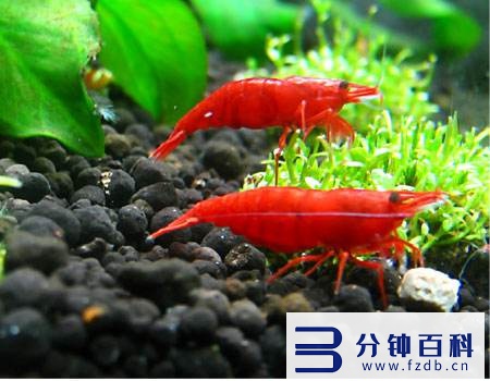 草缸十大首选鱼和虾混养的_草缸十大首选鱼和虾混养的鱼插图1 草缸十大首选鱼和虾混养的_草缸十大首选鱼和虾混养的鱼插图1