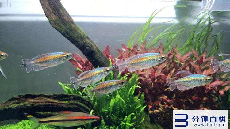 草缸十大首选鱼和虾混养的_草缸十大首选鱼和虾混养的鱼插图8 草缸十大首选鱼和虾混养的_草缸十大首选鱼和虾混养的鱼插图8
