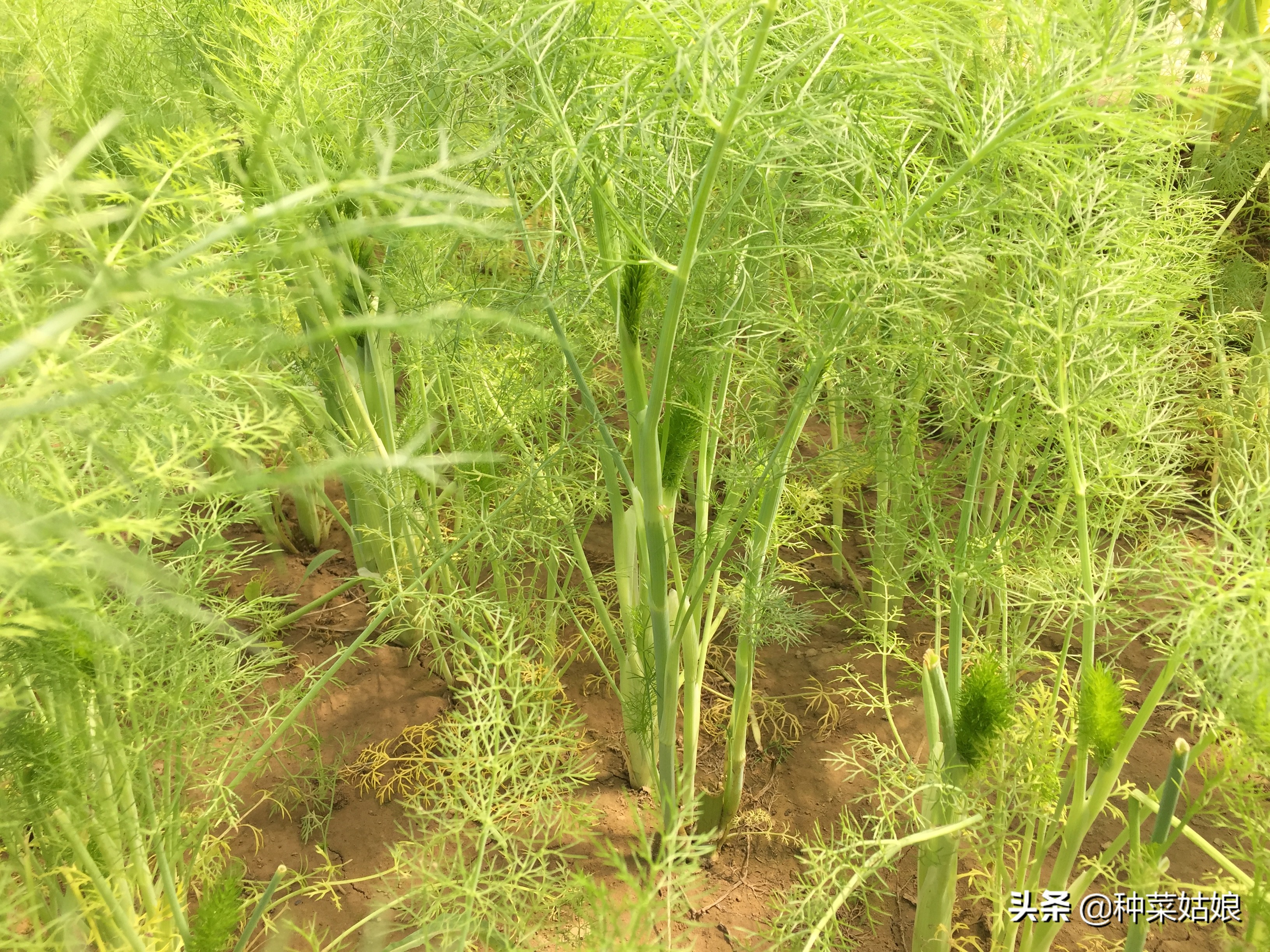 茴香能割几次_茴香割几次才能会长出种子的插图4 茴香能割几次_茴香割几次才能会长出种子的插图4