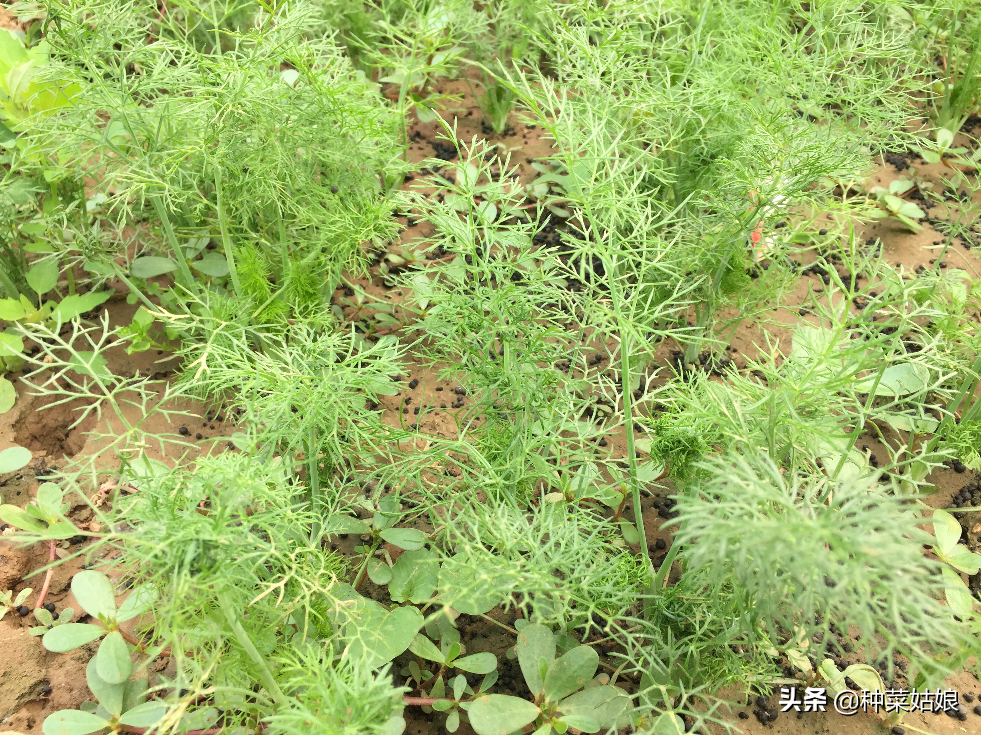茴香能割几次_茴香割几次才能会长出种子的插图2 茴香能割几次_茴香割几次才能会长出种子的插图2