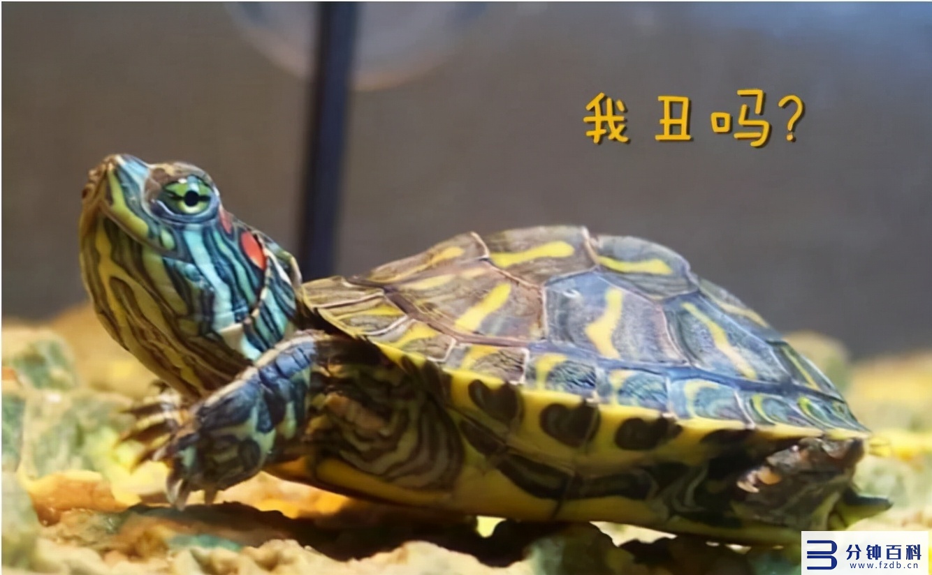 巴西龟怎么养,巴西龟怎么养,吃什么,要放多少水合适插图6 能不能把巴西龟养成这样!证明你的真爱