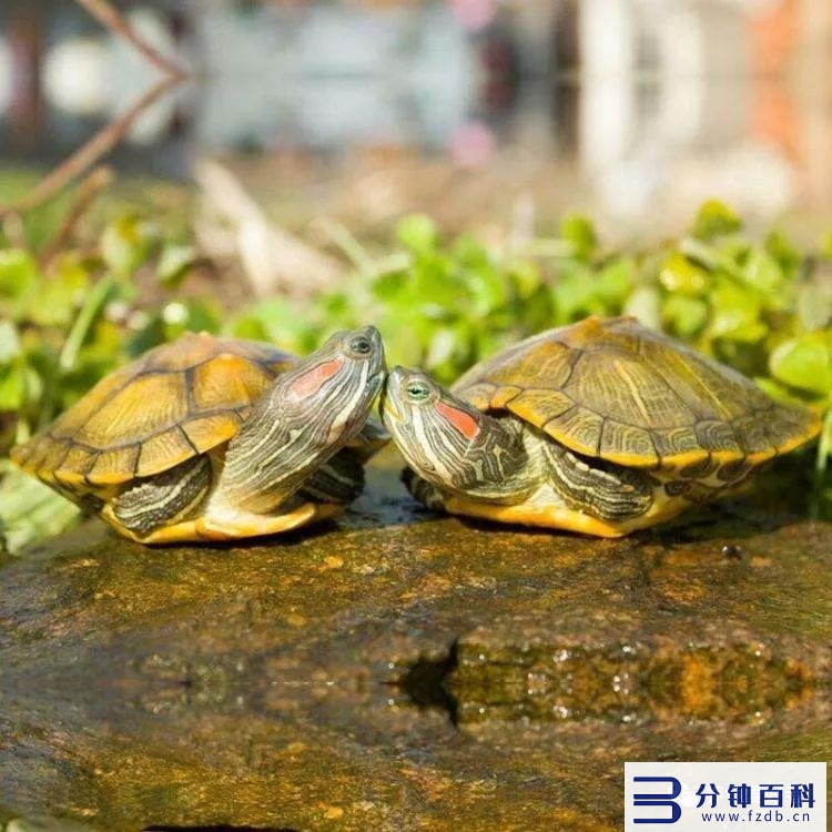 巴西龟怎么养,巴西龟怎么养,吃什么,要放多少水合适插图2 能不能把巴西龟养成这样!证明你的真爱