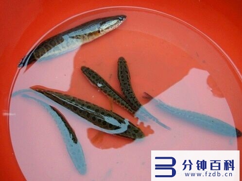 黑鱼吃什么食物,黑鱼吃什么食物为主插图1 居然有人把黑鱼当宠物养?小黑鱼怎么养?这些注意事项你需要了解