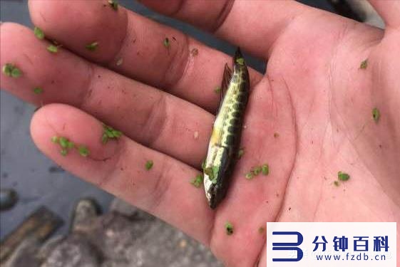 黑鱼吃什么食物,黑鱼吃什么食物为主插图 居然有人把黑鱼当宠物养?小黑鱼怎么养?这些注意事项你需要了解