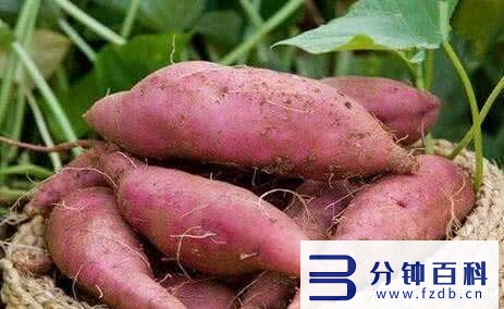 芋头怎么保存,芋头怎么保存时间长插图 保存红薯方法要选对,学会这样做,不起霉不变黑越放越甜,特实用