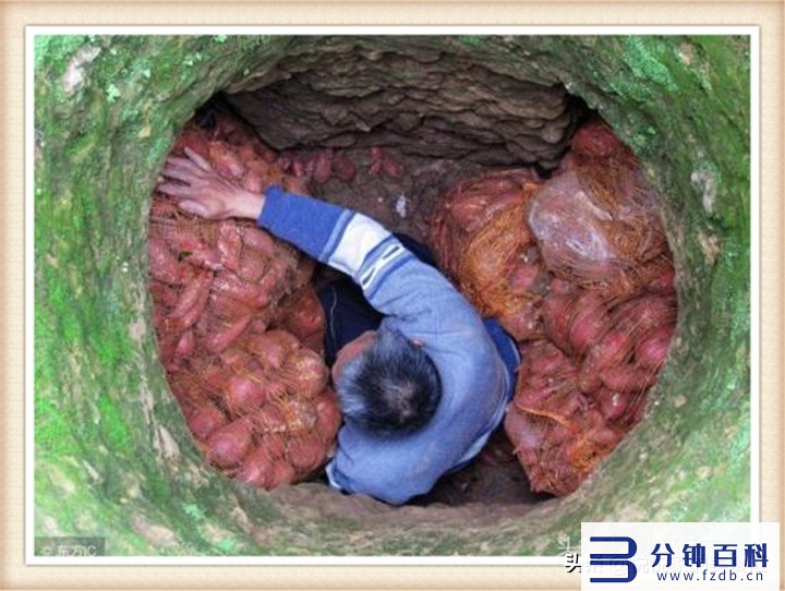 芋头怎么保存,芋头怎么保存时间长插图4 保存红薯方法要选对,学会这样做,不起霉不变黑越放越甜,特实用